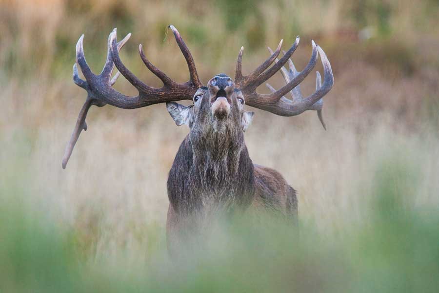 Bronstexcursie Oostvaardersplassen 2024